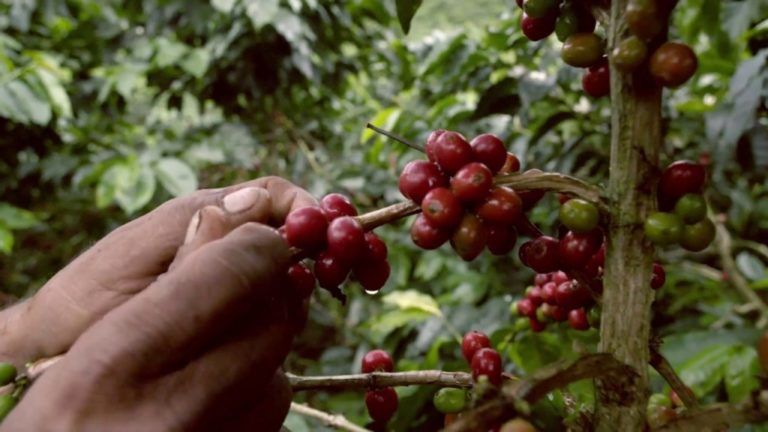 Así va el panorama del café, exceso de oferta e inestabilidad en precios