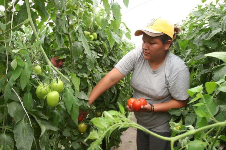 El proyecto de ley que le apuesta a la compra de alimentos locales