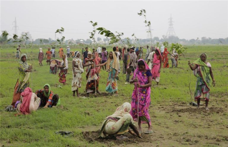 La India, el país más comprometido con la reforestación