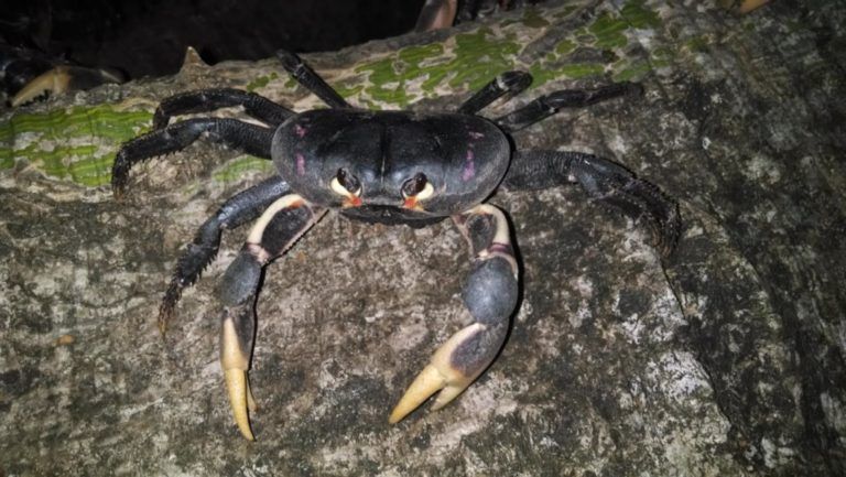 Inició la veda del cangrejo negro en Providencia, un tiempo para su protección