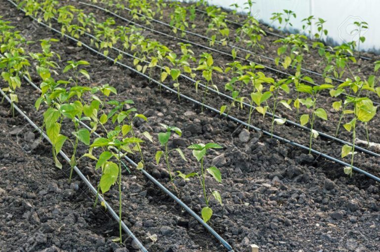 Riego por goteo, forma eficiente de cuidar los cultivos y el medio ambiente