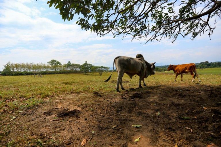 Carta del Campo: Tres Esquinas del Caguán 24 años trabajando por la ganadería en Caquetá