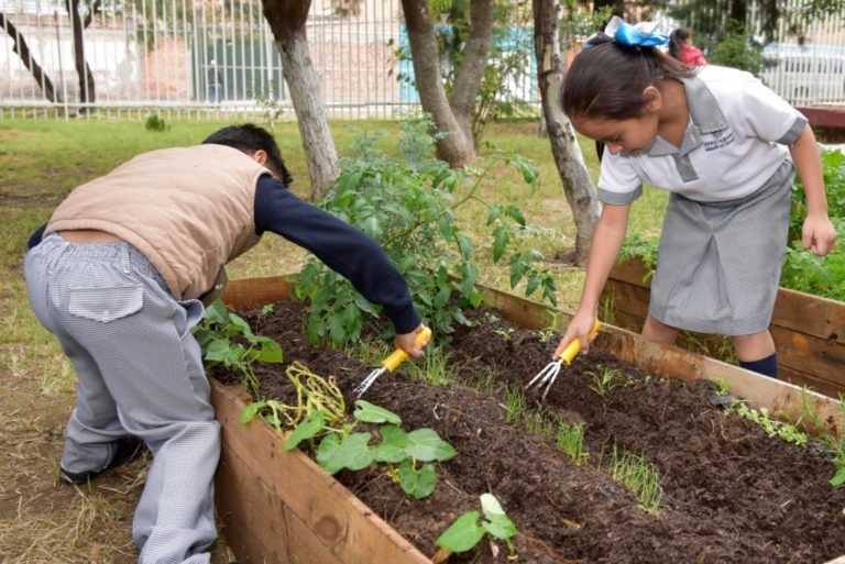 Los huertos escolares como estrategia pedagógica