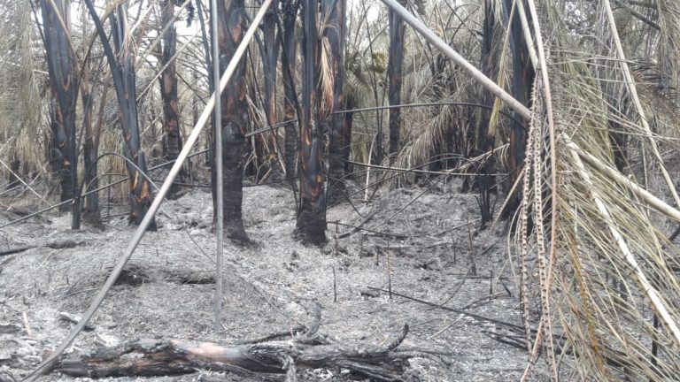 Incendio en Parque Nacional Natural Los Katíos afecta más de mil hectáreas