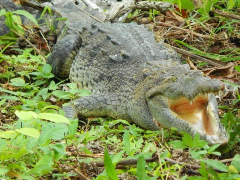 Ruta del Caimán del Magdalena, propuesta ecoturística de conservación