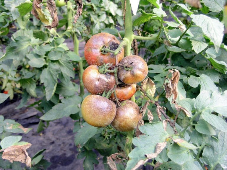 Propuesta para controlar el hongo FOL que ataca cultivos de tomate