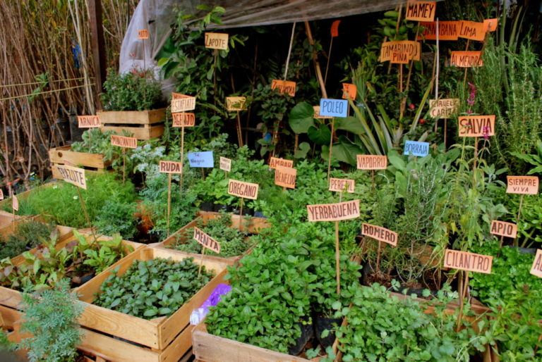 Algunos secretos y usos tradicionales de las plantas aromáticas