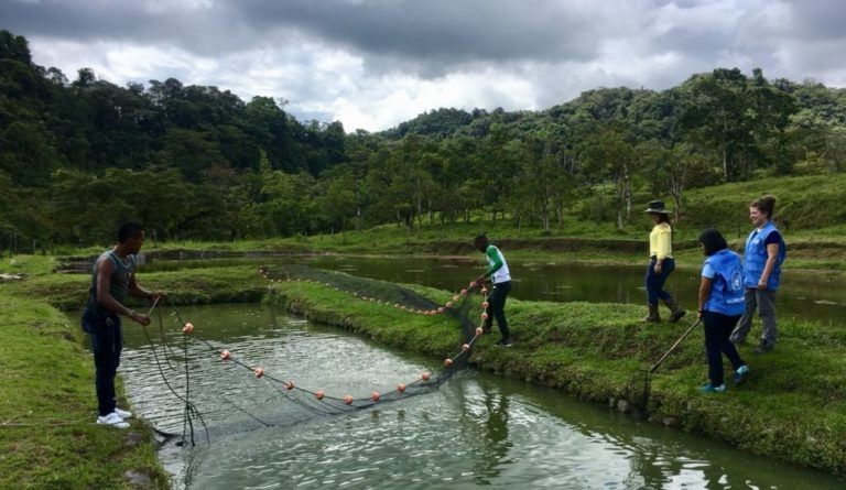 Piscicultura en Chocó y Risaralda como una opción de reincorporación