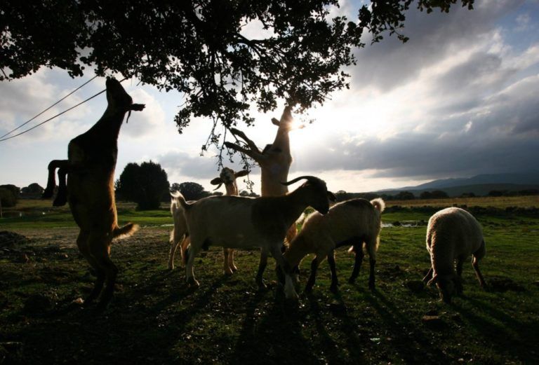 Colombia ya cuenta con comité y consejo para el bienestar del animal en producción