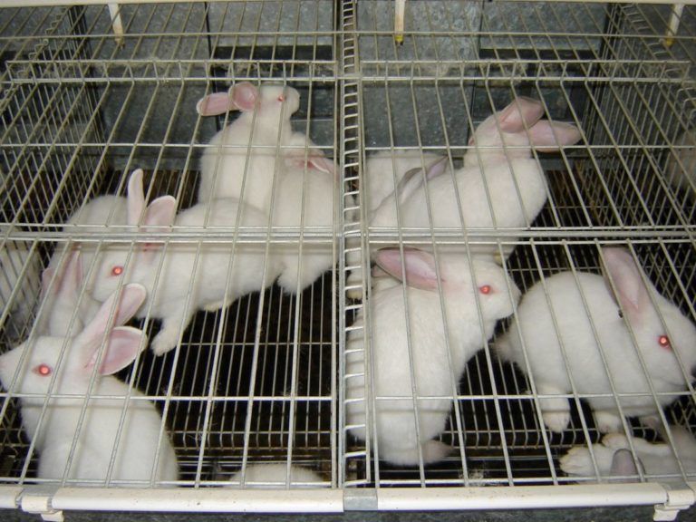 Colombia le apuesta a prohibir la experimentación cosmética con animales