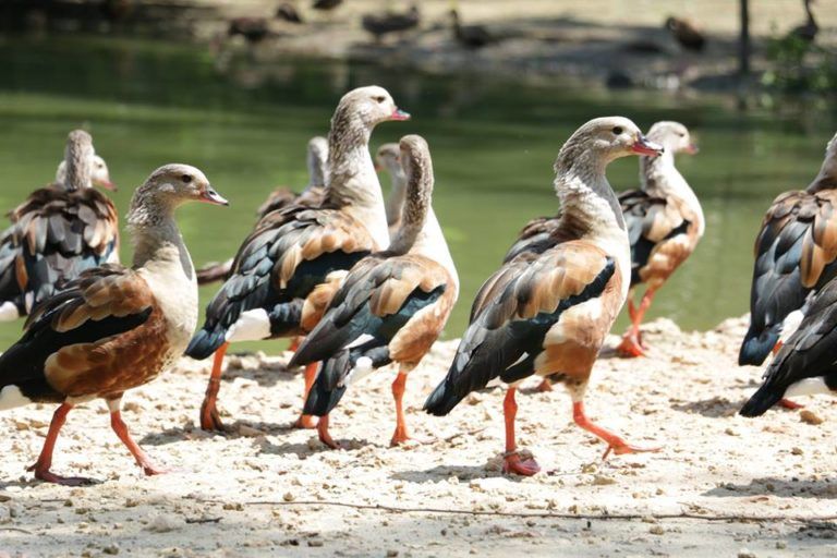 Global Big Day, la celebración que selecciona el país con más especies de aves