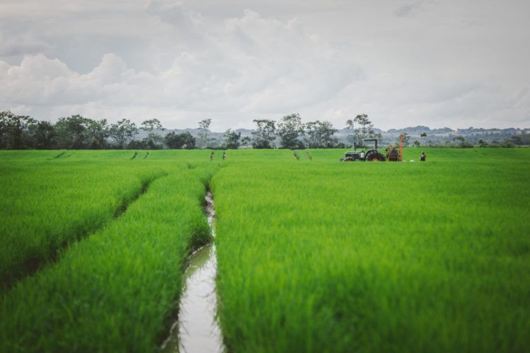 Ecuador, el nuevo mercado para los arroceros colombianos