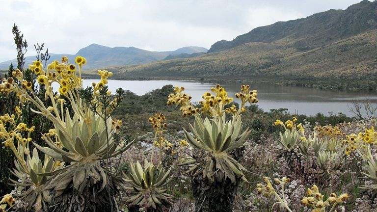 Páramo de Guerrero podría ganar pagos por servicios ambientales