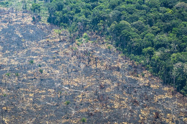 Los bosques en Colombia y el plan estratégico de la ONU 2030