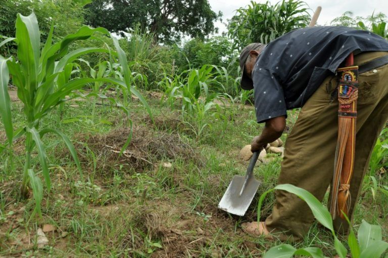 Radio Mundo Rural: Sector agropecuario del país no presenta crecimiento económico