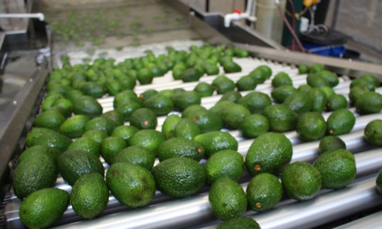 Colombia podría exportar a China aguacate Hass al finalizar el año