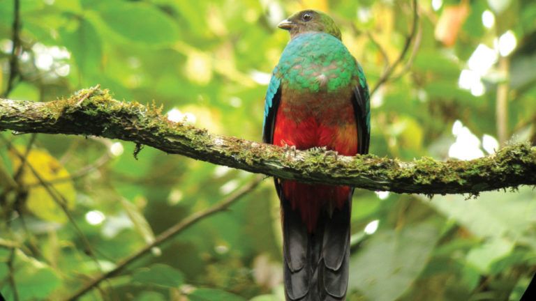 Se acerca ColomBIOdiversidad, el festival que conmemora la biodiversidad del país