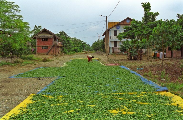 La historia de una planta tras el lente de un fotógrafo
