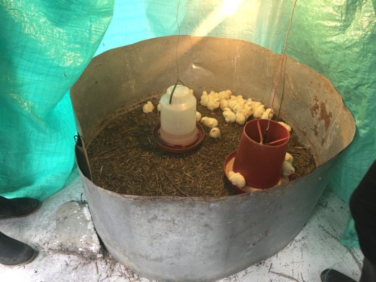 Protocolo para el buen manejo en pollos de engorde
