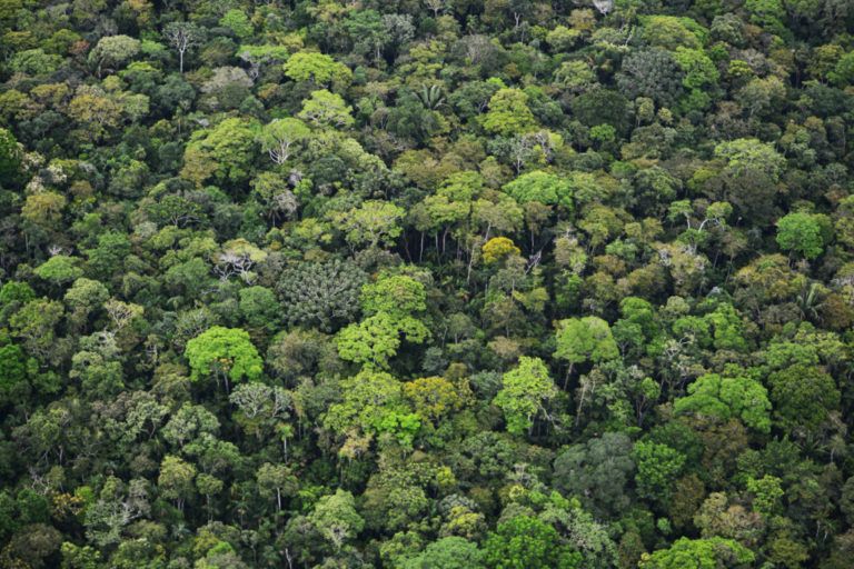Antioquia le dice no a la deforestación con Gran Sembratón