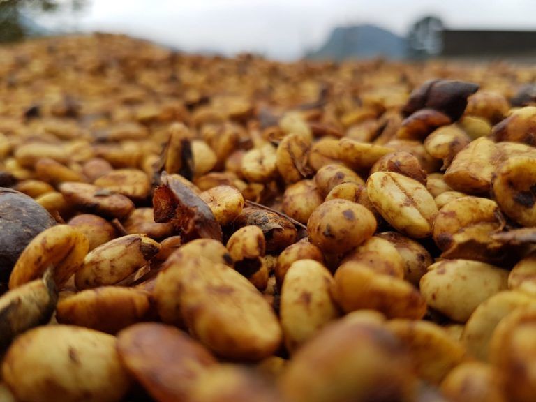 El paraíso, la finca que se sobrepuso a la crisis económica gracias a la innovación