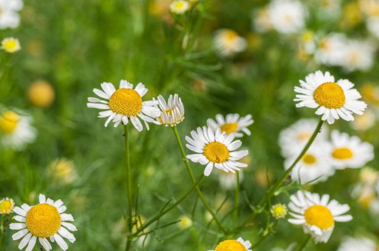 Plantas medicinales para curar dolencias y recuperar saberes ancestrales