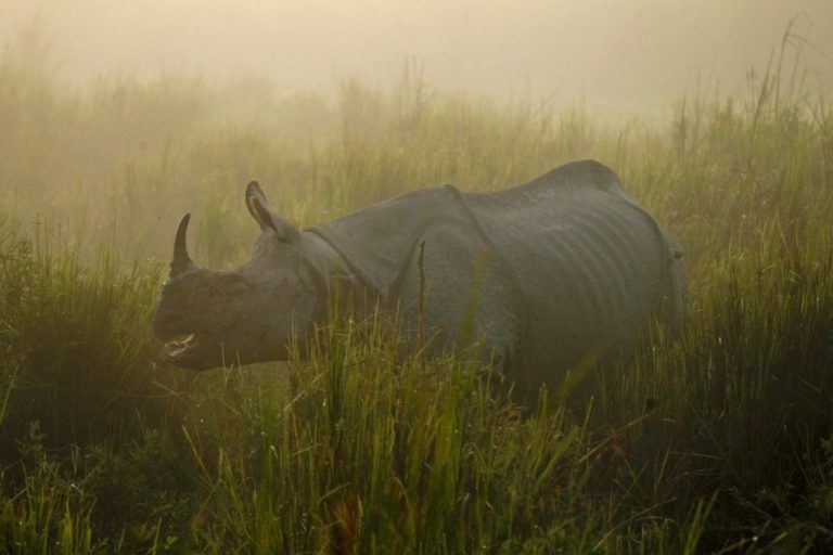 La ONU alerta sobre un millón de especies en peligro de extinción