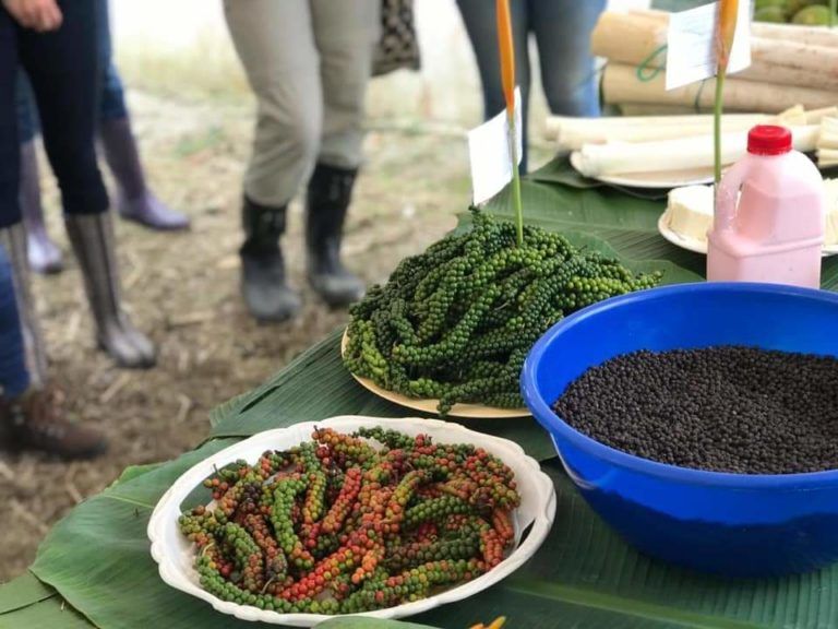 166 familias de Valle del Guamuez trabajan para exportar su producción de pimienta