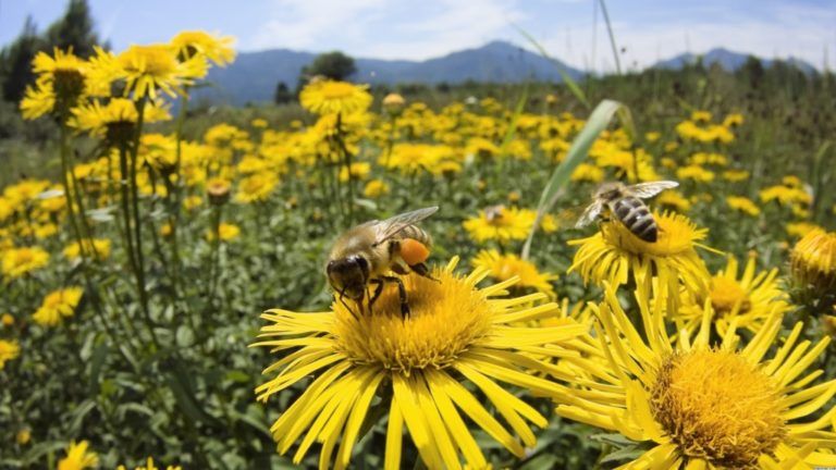 Día Mundial de las Abejas, conmemoración a quienes garantizan la vida
