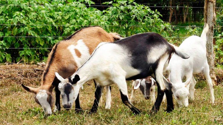 Ovinos, caprinos y porcinos no deben ser vacunados contra la fiebre aftosa
