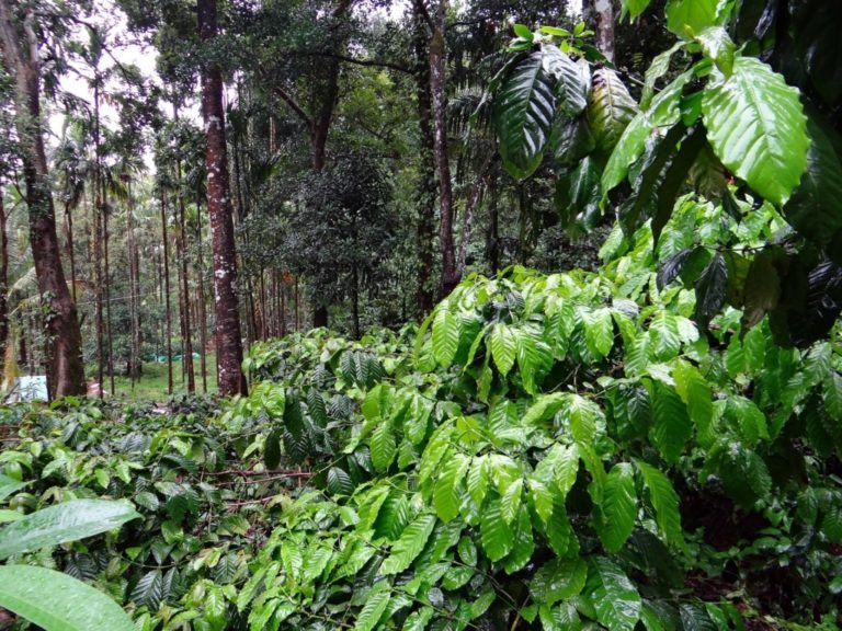 Aves y café: Una estrategia de conservación en Venezuela