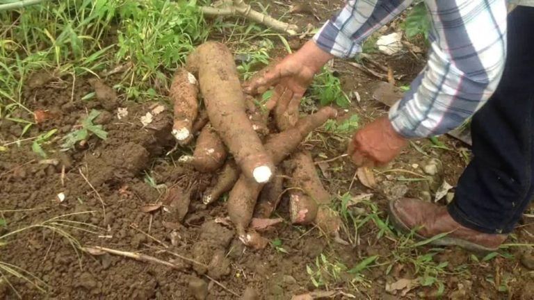Control de arvenses en el cultivo de yuca y plátano implementando las BPA