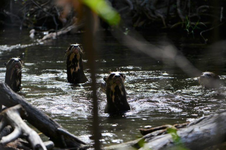 Aumenta la población de nutrias  gigantes en el río Orinoco