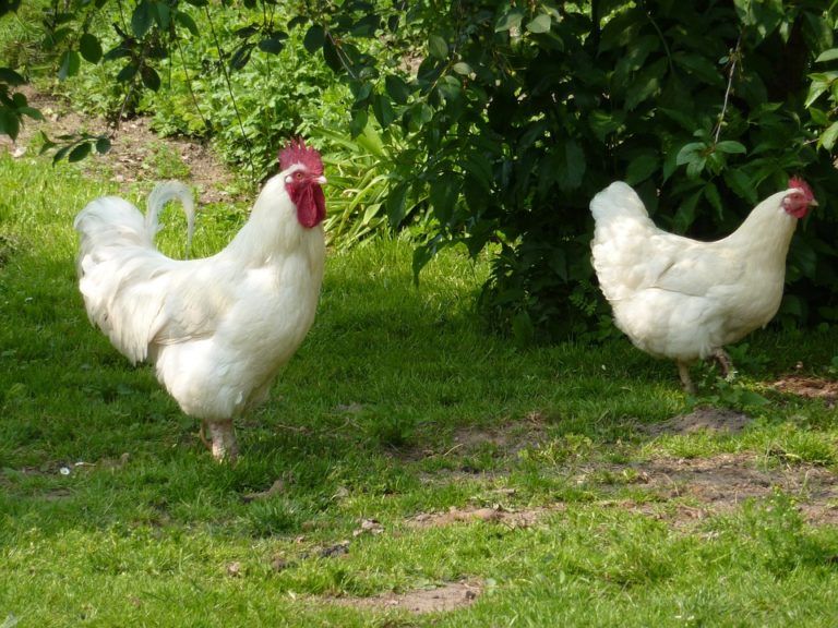 Dos mil niños se beneficiarán hoy en el Día Internacional del Pollo