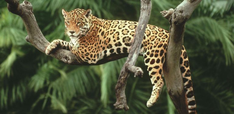 Día Internacional de la Biodiversidad, un llamado a proteger nuestros ecosistemas