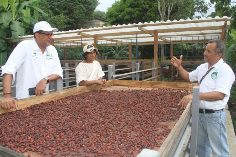 En Dibulla, La Guajira se producen 80 toneladas de cacao orgánico al año