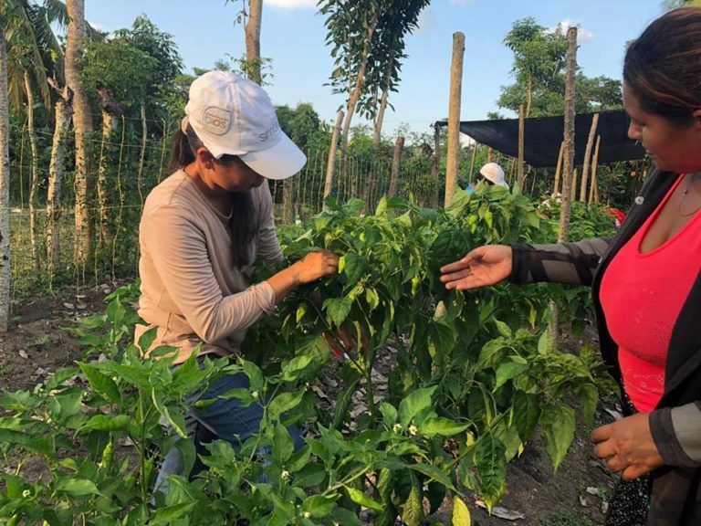 Simbiosis, un proyecto para la producción sostenible en Ciénaga de Oro  Córdoba