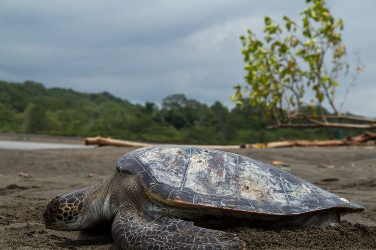 La alianza que amplió y creó áreas protegidas que son valiosas para Colombia