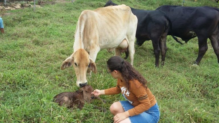 Carta del Campo: Ganadería, un negocio exigente pero satisfactorio