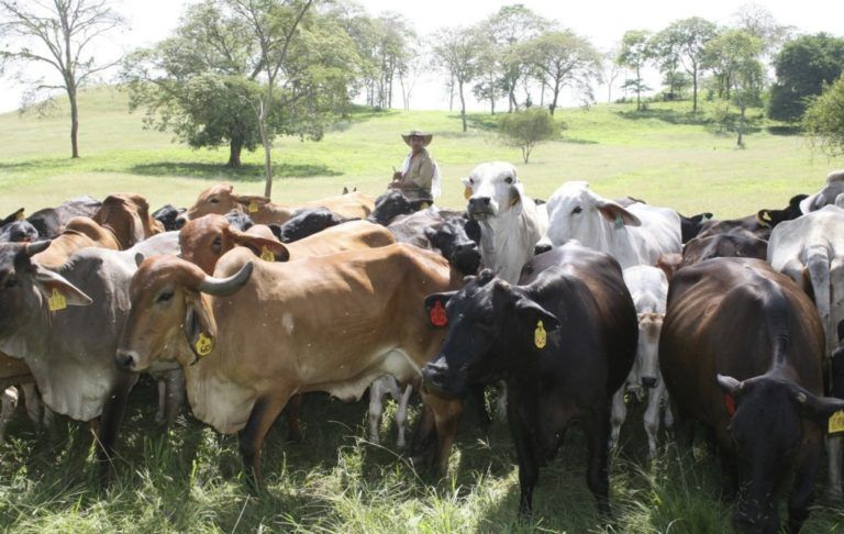 Radio Mundo Rural: Gremio ganadero dice no a TLC con Australia y Nueva Zelanda