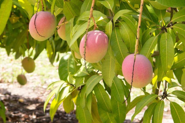 Ayapel, Córdoba exporta mango de primera calidad a Japón