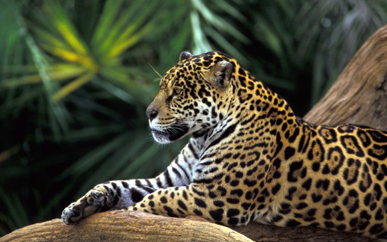 Situación actual del jaguar, un llamado mundial a su protección