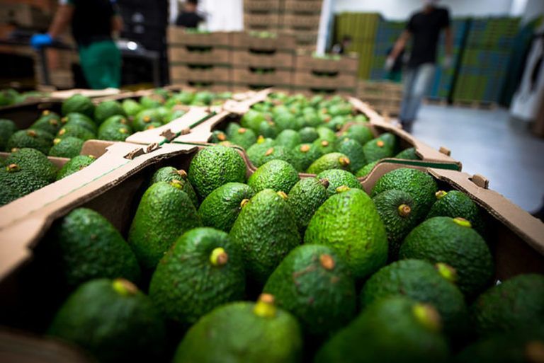 Radio Mundo Rural: Exportación de aguacate hass a Japón es un hecho