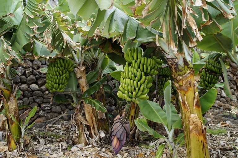 Así avanza el plan de contingencia para prevenir hongo en cultivos de banano