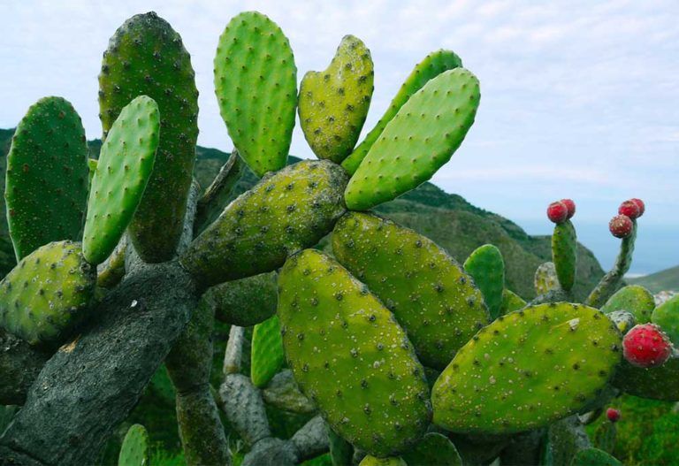 Delicioso batido de nopal para desintoxicar el organismo