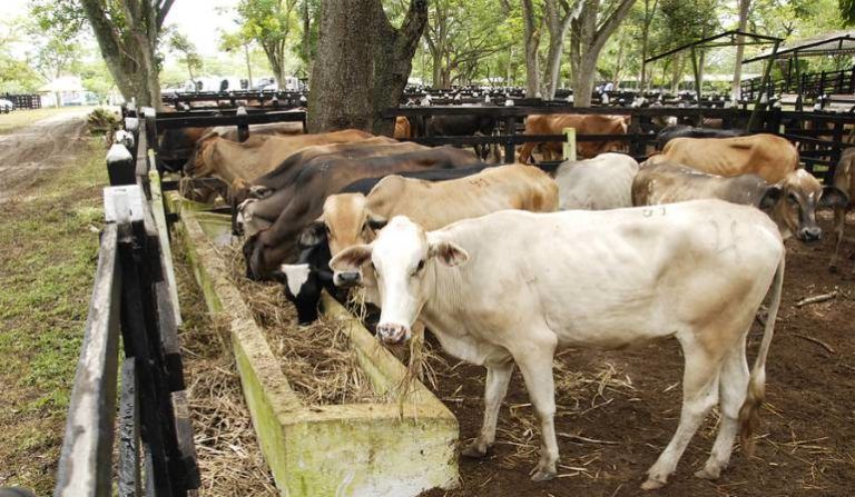 La importancia de los registros en el sector agropecuario