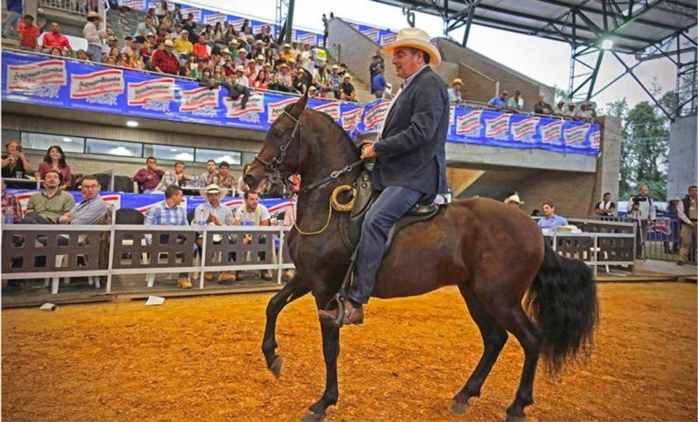El Caballo de Paso Fino reconocido como raza autóctona de Colombia