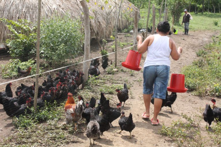 Radio Mundo Rural: Pros y contras de la variación del dólar en el campo colombiano