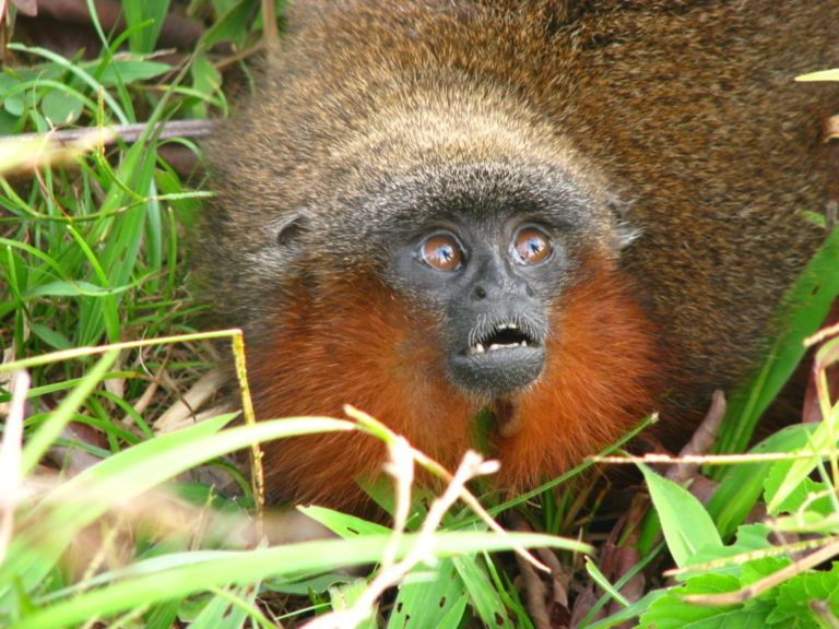 La biodiversidad animal en los pasillos del Aeropuerto El Dorado