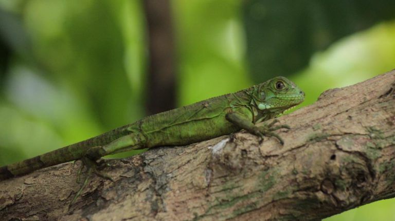 200 animales silvestres volvieron a la libertad en el Caribe colombiano